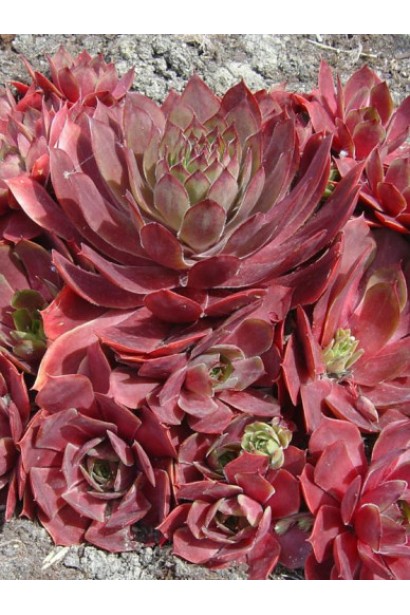 Сукулентний багаторічник молодило гібридне Отелло